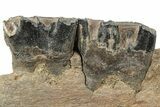 Fossil Woolly Rhino (Coelodonta) Mandible Section - Siberia #225187-2